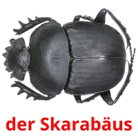 der Skarabäus flashcards illustrate