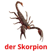 der Skorpion flashcards illustrate