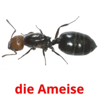 die Ameise flashcards illustrate