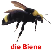 die Biene flashcards illustrate