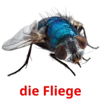 die Fliege flashcards illustrate