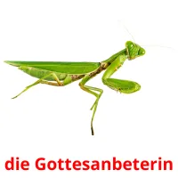 die Gottesanbeterin flashcards illustrate