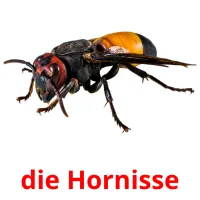 die Hornisse flashcards illustrate