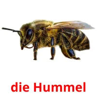 die Hummel flashcards illustrate