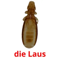 die Laus flashcards illustrate