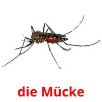 die Mücke flashcards illustrate