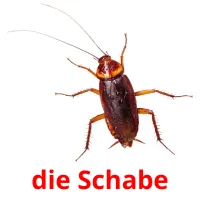 die Schabe flashcards illustrate