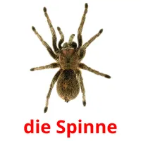 die Spinne flashcards illustrate