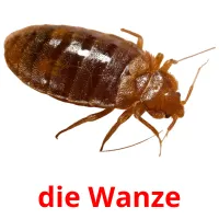 die Wanze flashcards illustrate