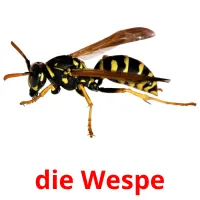 die Wespe flashcards illustrate