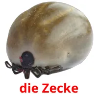 die Zecke карточки энциклопедических знаний