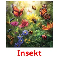 Insekt flashcards illustrate