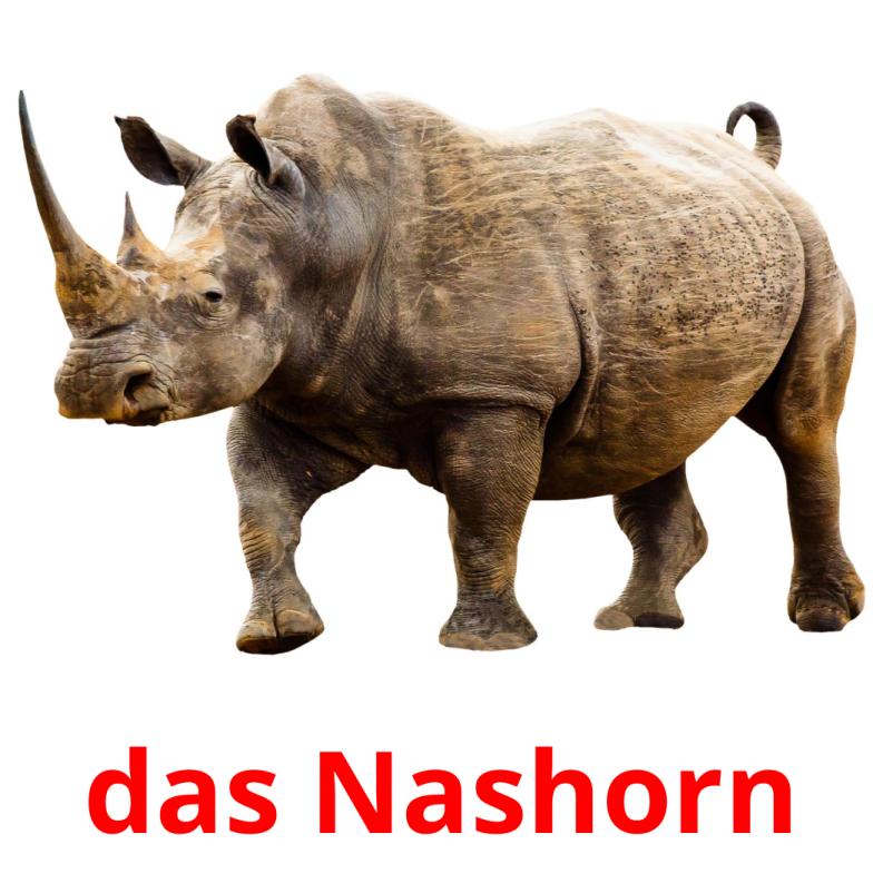 das Nashorn picture flashcards