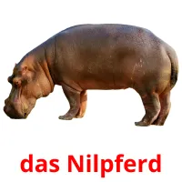 das Nilpferd Tarjetas didacticas