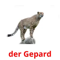 der Gepard Tarjetas didacticas