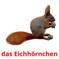 das Eichhörnchen cartões com imagens