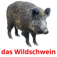 das Wildschwein cartões com imagens