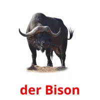 der Bison cartões com imagens