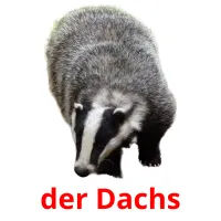 der Dachs cartões com imagens