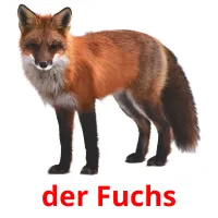 der Fuchs cartões com imagens