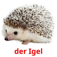 der Igel cartões com imagens