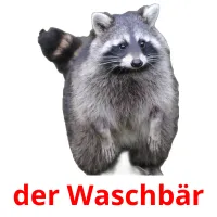 der Waschbär cartões com imagens