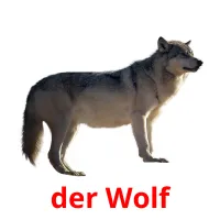 der Wolf cartões com imagens