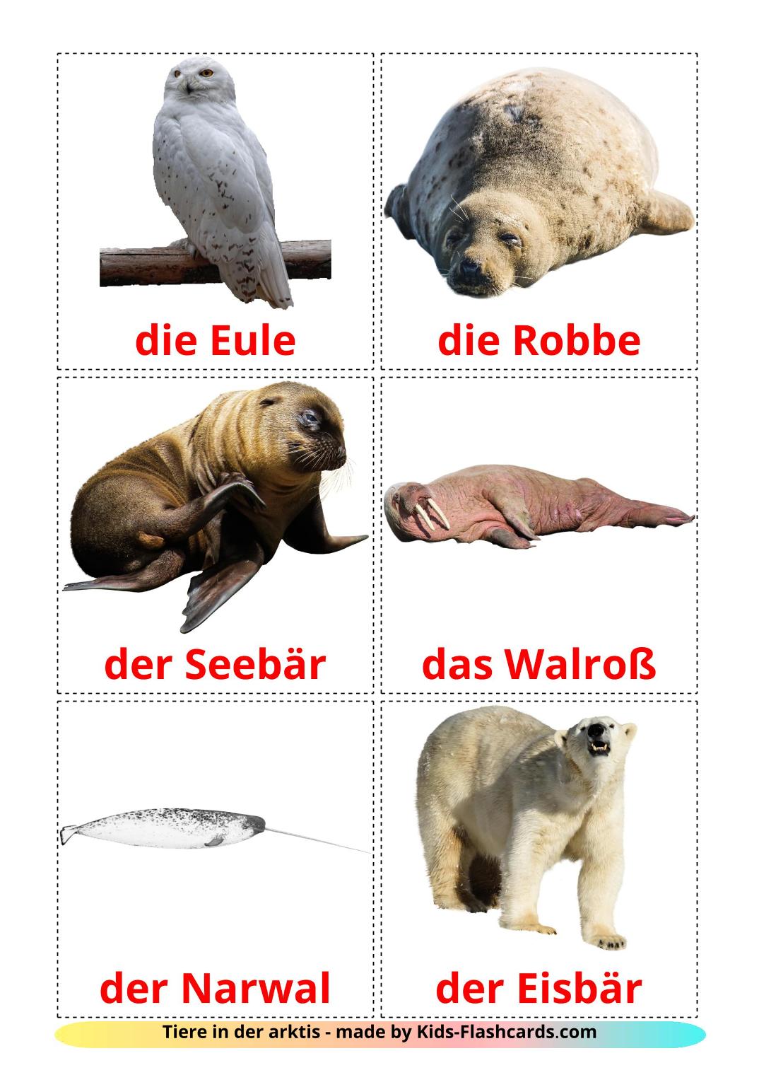 Arctic animals - 14 Free Printable german Flashcards 