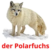 der Polarfuchs Tarjetas didacticas