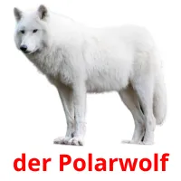 der Polarwolf Tarjetas didacticas