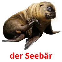 der Seebär Tarjetas didacticas