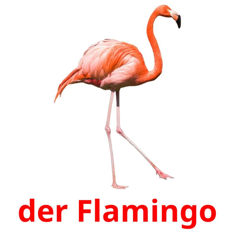 der Flamingo Bildkarteikarten