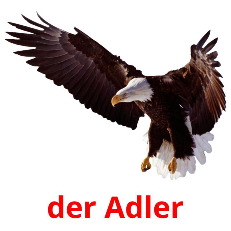 der Adler picture flashcards