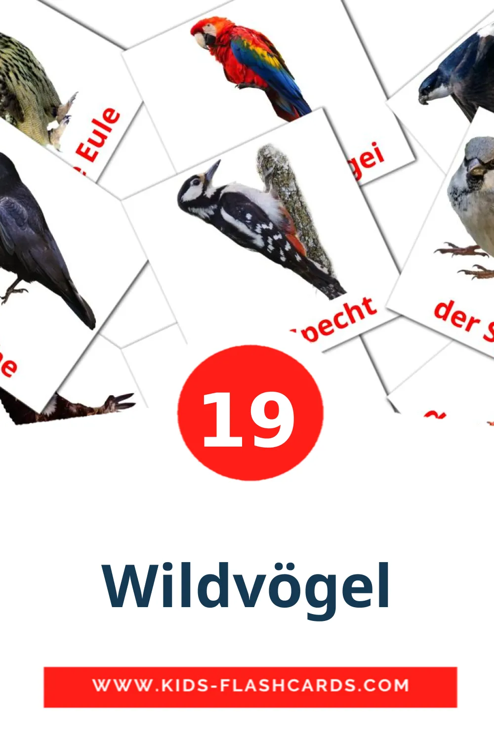 19 Cartões com Imagens de Wildvögel para Jardim de Infância em alemão