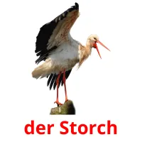 der Storch cartões com imagens