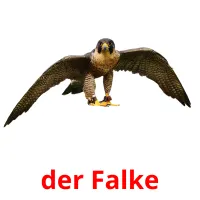 der Falke cartões com imagens