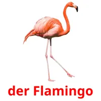 der Flamingo cartões com imagens