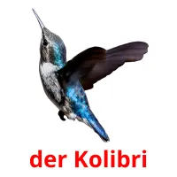 der Kolibri cartões com imagens