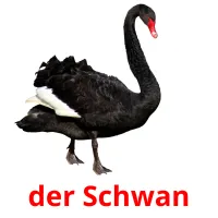 der Schwan cartões com imagens