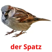 der Spatz cartões com imagens