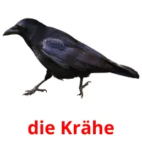 die Krähe cartões com imagens