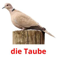 die Taube cartões com imagens