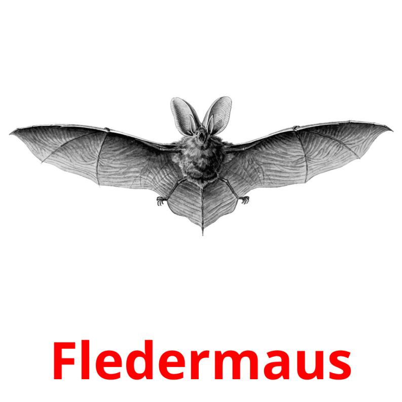 Fledermaus карточки энциклопедических знаний