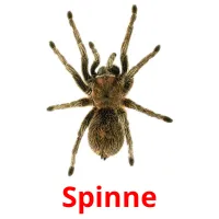 Spinne ansichtkaarten