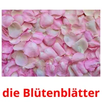 die Blütenblätter flashcards illustrate