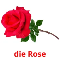 die Rose Tarjetas didacticas