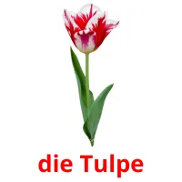 die Tulpe Tarjetas didacticas