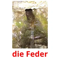 die Feder cartões com imagens