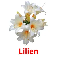 Lilien cartões com imagens