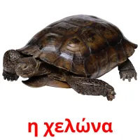 η χελώνα picture flashcards